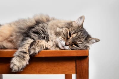 Ear Mites in Cats: Causes, Treatment & Prevention Ear Mites in Cats: Causes, Treatment & Prevention