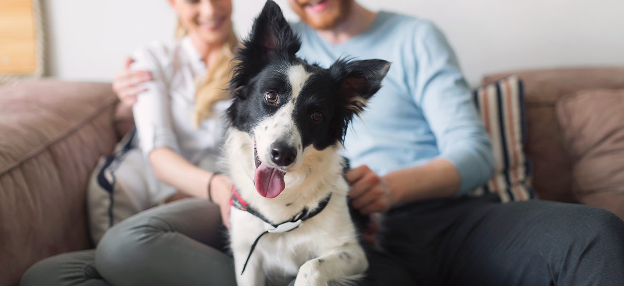 thomasville-veterinary-hospital-banner-3 thomasville-veterinary-hospital-banner-3