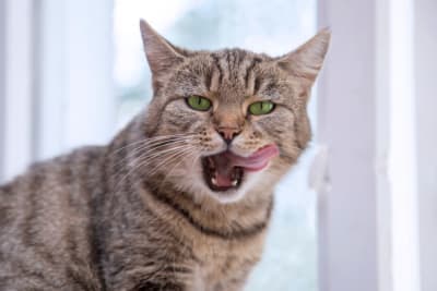 Common Cat Dental Problems Common Cat Dental Problems