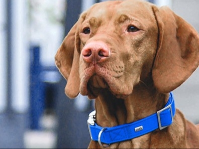 Pine Grove Animal Clinic About Us Hero Image Pine Grove Animal Clinic About Us Hero Image