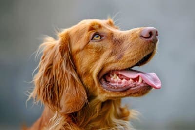Cavities in Dogs: Causes, Symptoms & Treatment Cavities in Dogs: Causes, Symptoms & Treatment