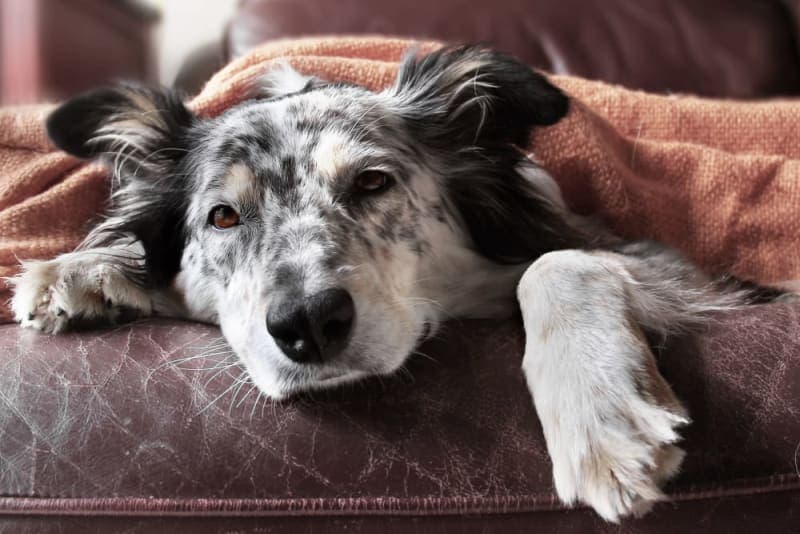 Dog Behavior Change After Vaccination Dog Behavior Change After Vaccination