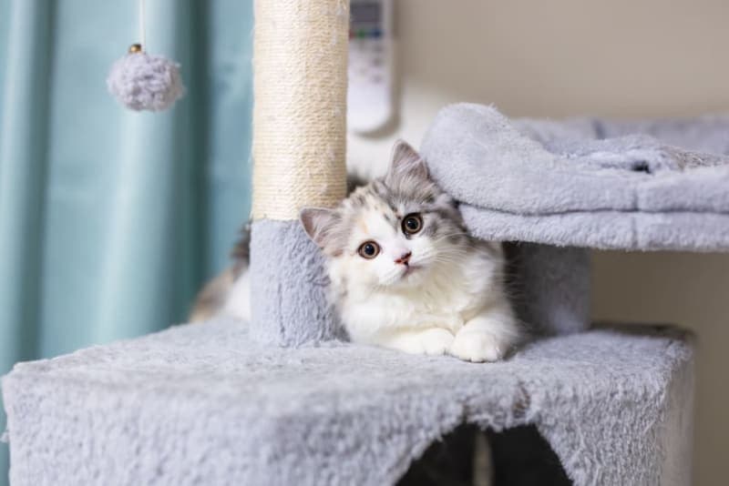 Cat Vaccination Schedule Cat Vaccination Schedule