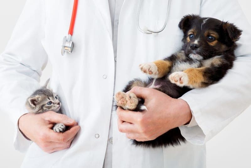 Puppy & Kitten: Are They a Good Match? Puppy & Kitten: Are They a Good Match?