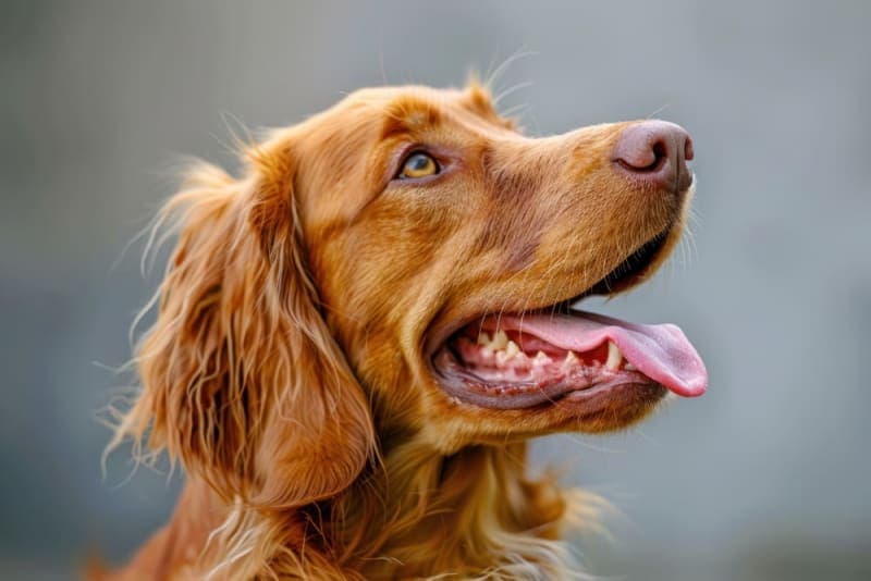 Is a dog's mouth cleaner than a human's? Is a dog's mouth cleaner than a human's?