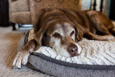 How to Take Care of a Senior Dog: Tips & Advice How to Take Care of a Senior Dog: Tips & Advice