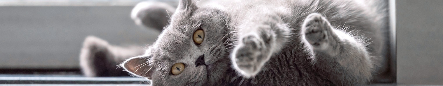 Veterinary Hospital in Seattle About us Veterinary Hospital in Seattle About us