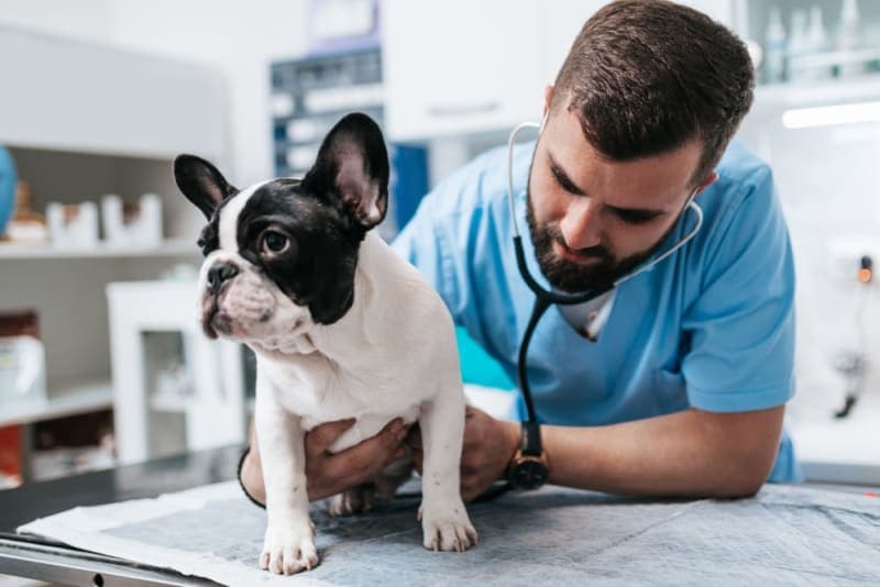 Dog Intestinal Blockage Surgery Dog Intestinal Blockage Surgery