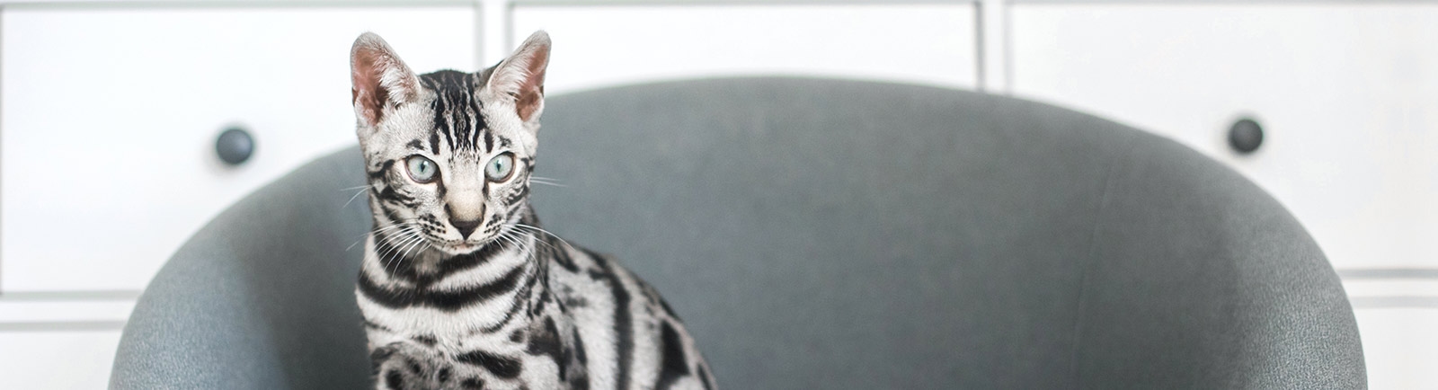 Everhart Animal Hospital Everhart Animal Hospital