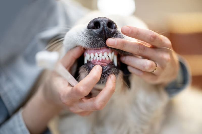 Signs Your Dog Needs Dental Cleaning Signs Your Dog Needs Dental Cleaning
