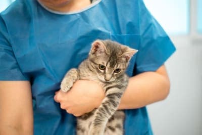 How old do kittens have to be to get fixed? How old do kittens have to be to get fixed?