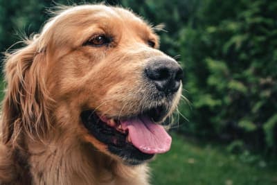 Bad Breath in Dogs: Causes & Remedies Bad Breath in Dogs: Causes & Remedies