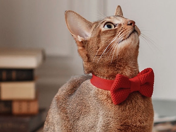 Brookfield Pet Hospital About Us Hero Image Brookfield Pet Hospital About Us Hero Image