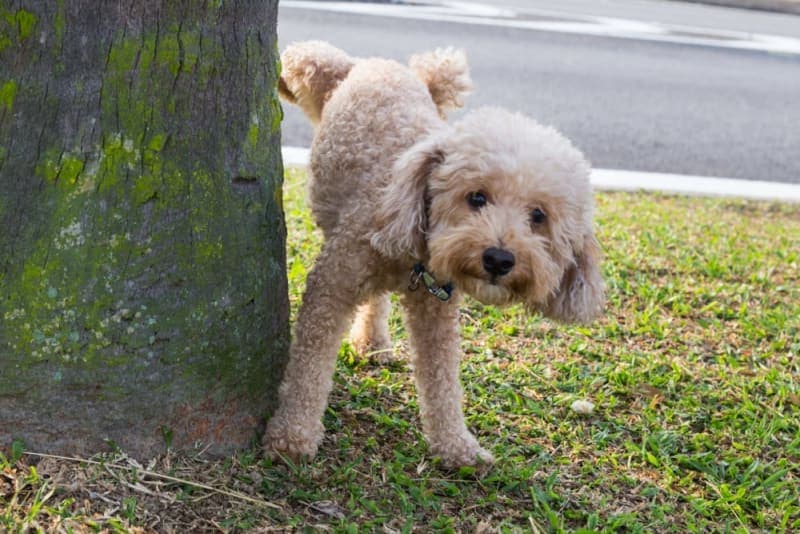 Why Does My Pet Need a Urinalysis? Why Does My Pet Need a Urinalysis?