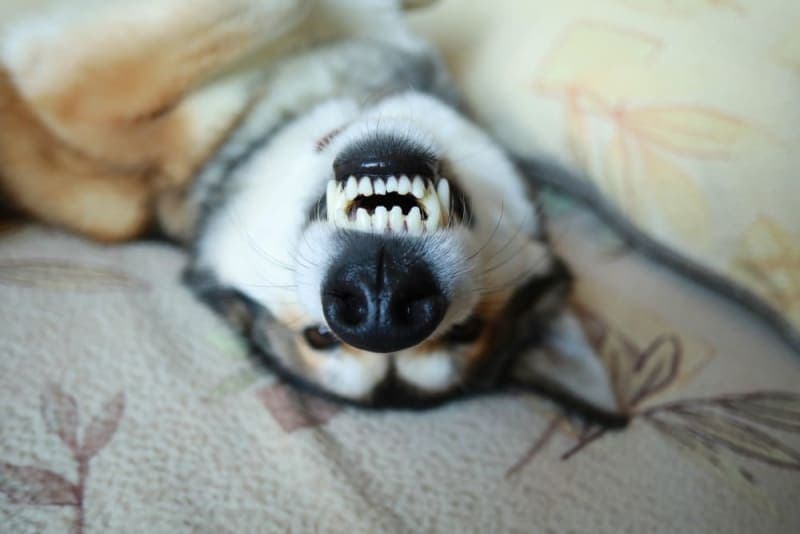 How many teeth do dogs have? How many teeth do dogs have?