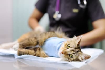 PU Surgery in Cats PU Surgery in Cats