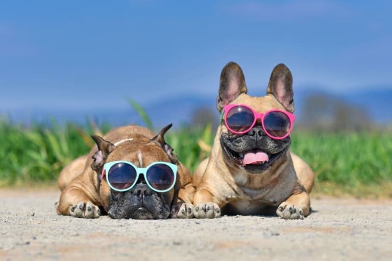 Heatstroke in Dogs: Symptoms, Causes & What to Do Heatstroke in Dogs: Symptoms, Causes & What to Do