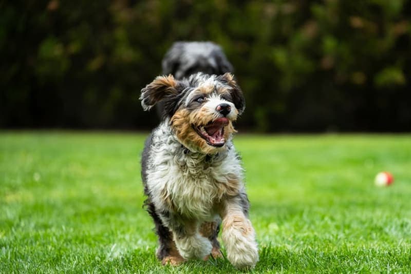 Why is my dog breathing so fast? Why is my dog breathing so fast?