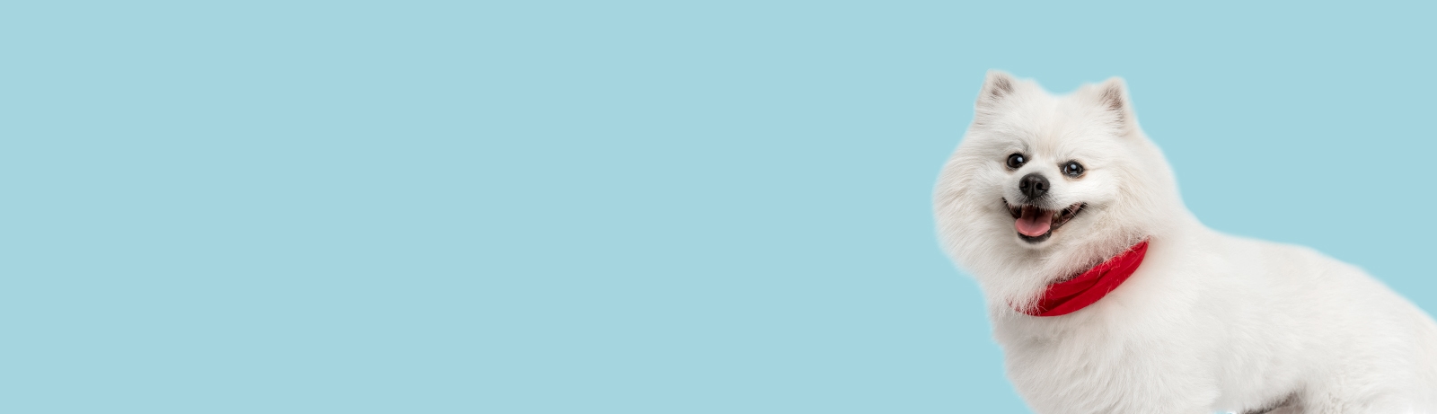 Surfside Animal Hospital Surfside Animal Hospital