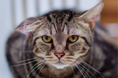 Aural Hematomas in Cats Aural Hematomas in Cats