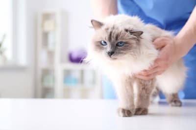 What is the FVRCP cat vaccine? What is the FVRCP cat vaccine?