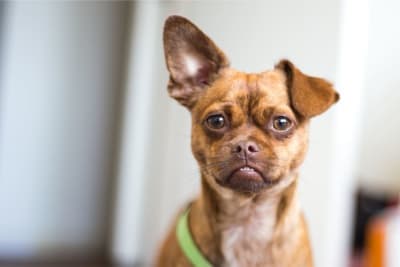 How to Tell If Your Dog Has an Ear Infection How to Tell If Your Dog Has an Ear Infection