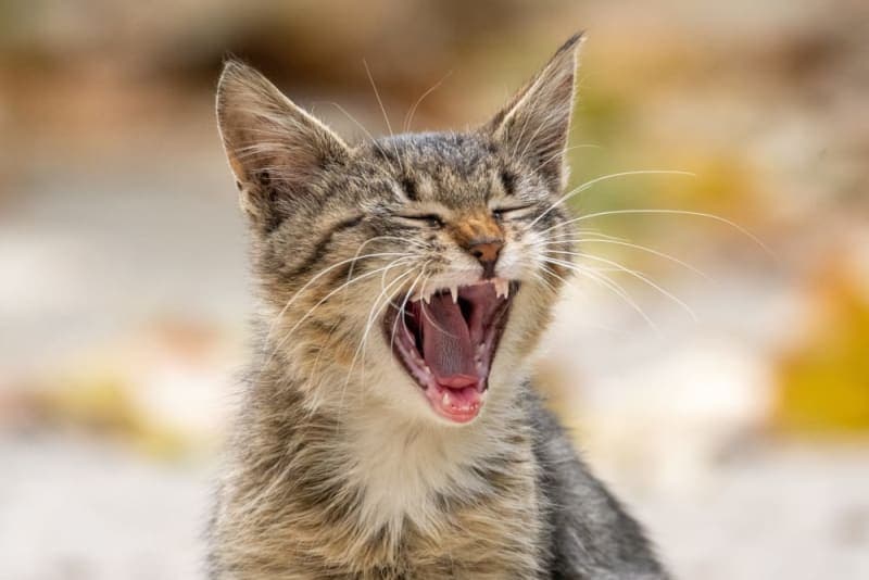 Kitten Teething: What You Need to Know Kitten Teething: What You Need to Know