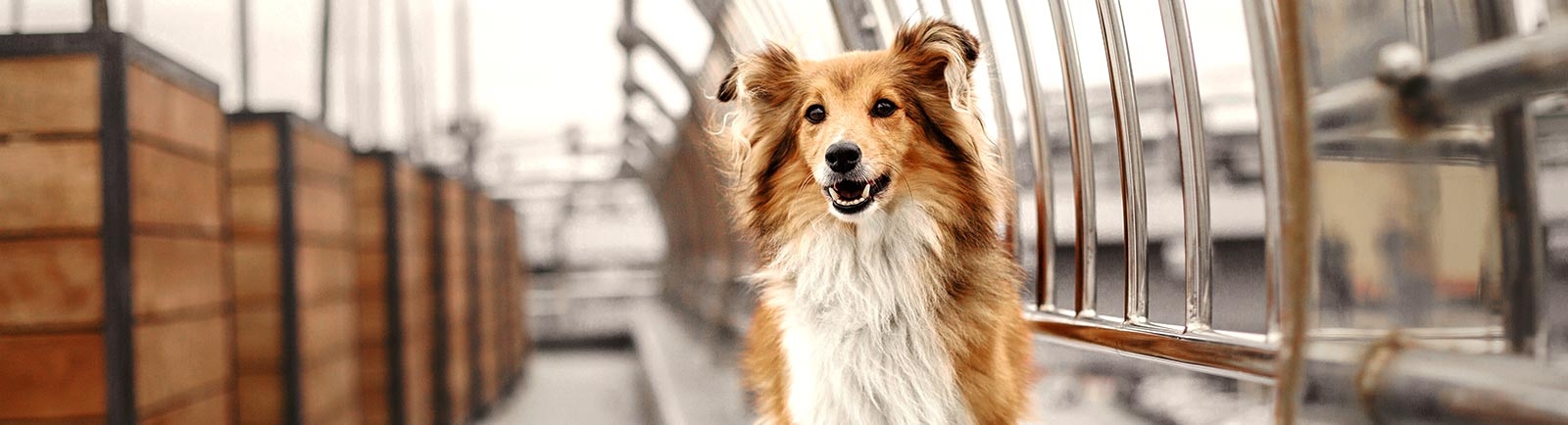 thomasville-veterinary-hospital-banner-3 thomasville-veterinary-hospital-banner-3