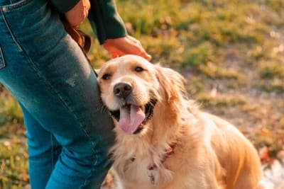 What is Whipworm in Dogs? Causes, Treatment & Prevention What is Whipworm in Dogs? Causes, Treatment & Prevention