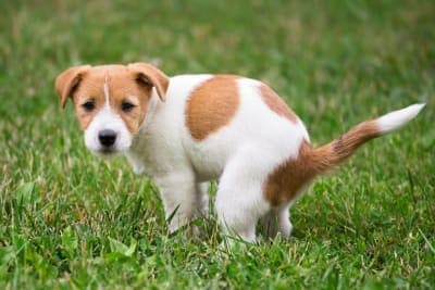 Constipation in Dogs Constipation in Dogs