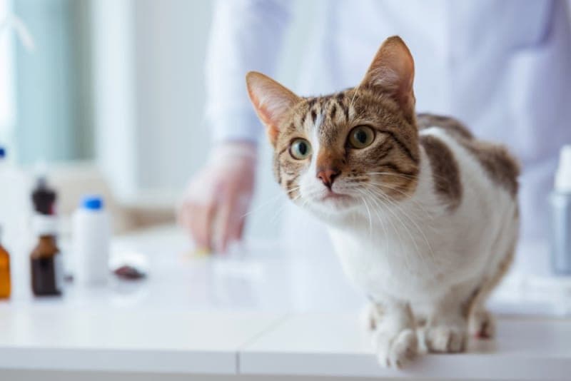 Laser Therapy for Incision Healing Laser Therapy for Incision Healing