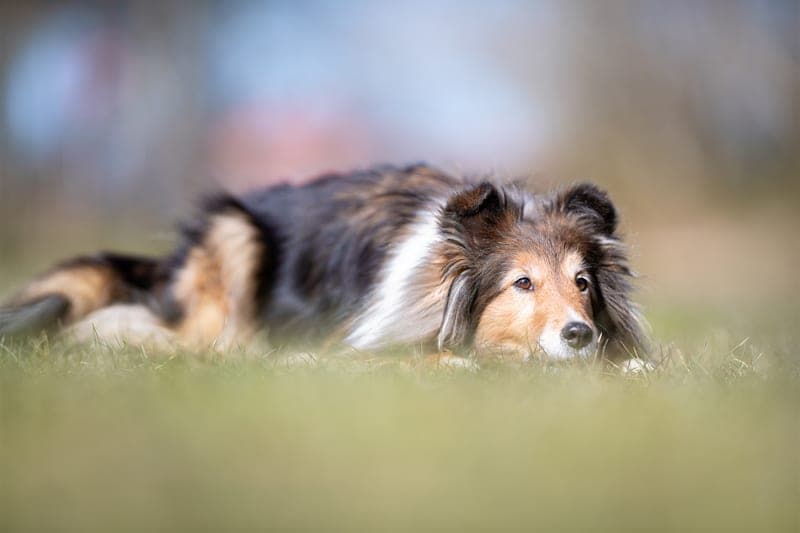 Dog Limping - Causes & How to Help Dog Limping - Causes & How to Help