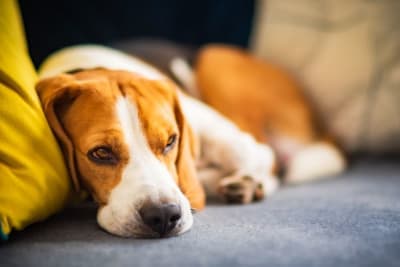 Bladder Infection in Dogs Bladder Infection in Dogs