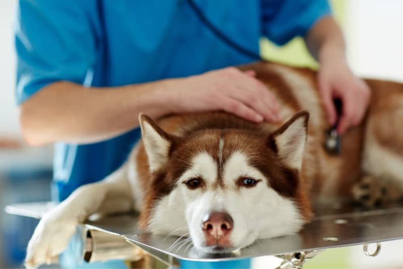Vomiting in Dogs: Causes & When to Worry Vomiting in Dogs: Causes & When to Worry