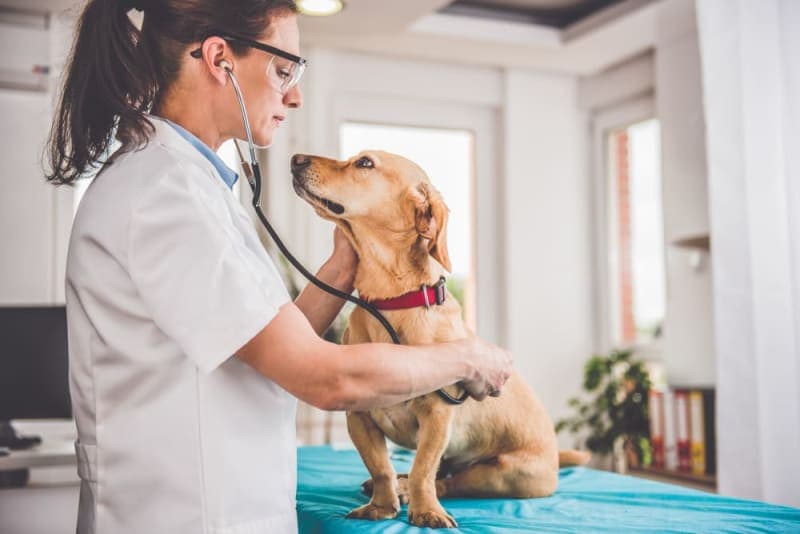 How often do you take a dog to the vet? How often do you take a dog to the vet?