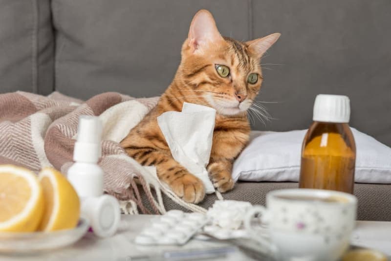 Cats & Colds: Can They Get Them & What to Do? Cats & Colds: Can They Get Them & What to Do?