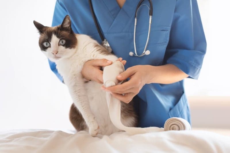 Cat Limping - When To See The Vet Cat Limping - When To See The Vet