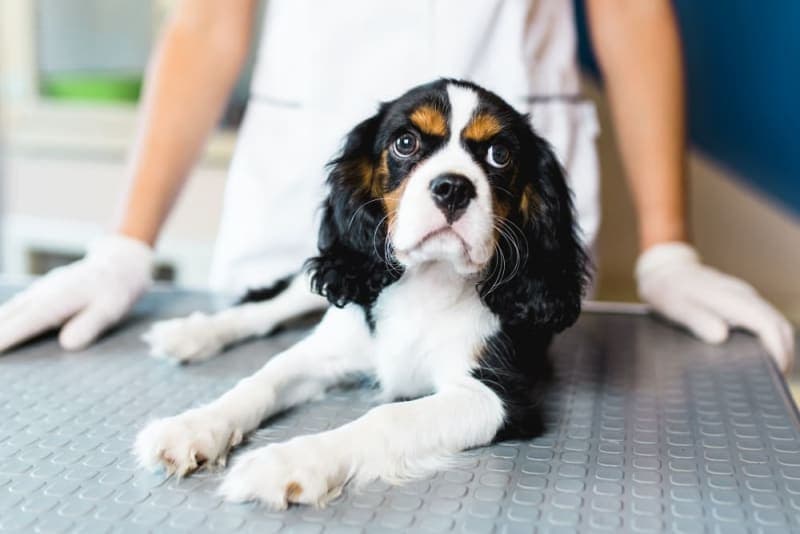 Hookworm in Dogs: Signs, Treatment & Prevention Hookworm in Dogs: Signs, Treatment & Prevention