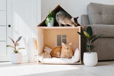 Should I get my indoor cat vaccinated? Why & When To Do It Should I get my indoor cat vaccinated? Why & When To Do It