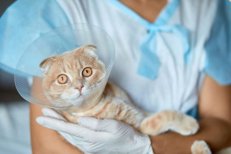 FHO Surgery in Cats FHO Surgery in Cats