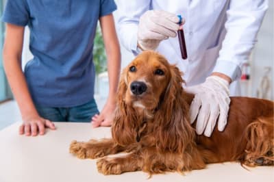 What happens at a pet wellness exam? What happens at a pet wellness exam?