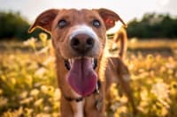 Heavy Breathing in Dogs Heavy Breathing in Dogs