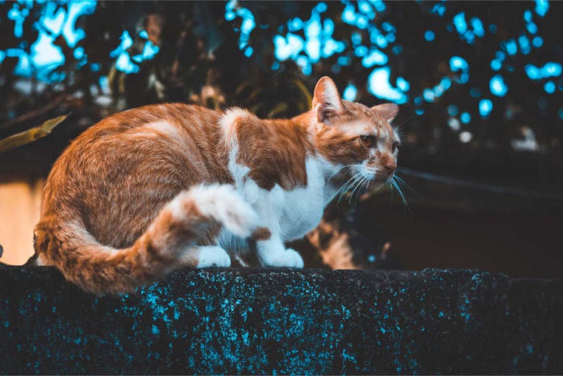 Signs of Pain in Cats & What Can Help Signs of Pain in Cats & What Can Help