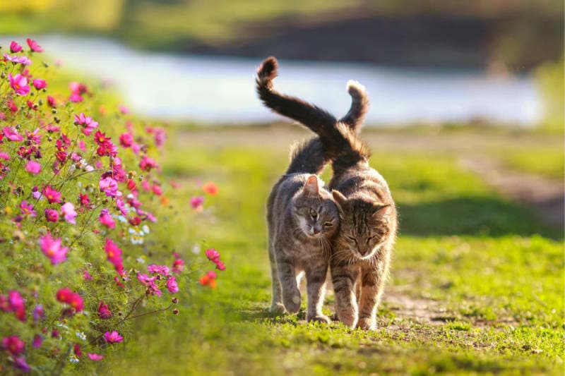 Getting Your Cat Fixed: When and What to Know Getting Your Cat Fixed: When and What to Know