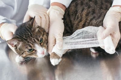 Should I take my cat to the vet for limping? Should I take my cat to the vet for limping?