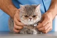 How Often Do You Take a Cat to the Vet? How Often Do You Take a Cat to the Vet?
