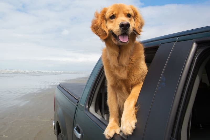 Road Trip With Your Dog: Everything You Should Know Road Trip With Your Dog: Everything You Should Know
