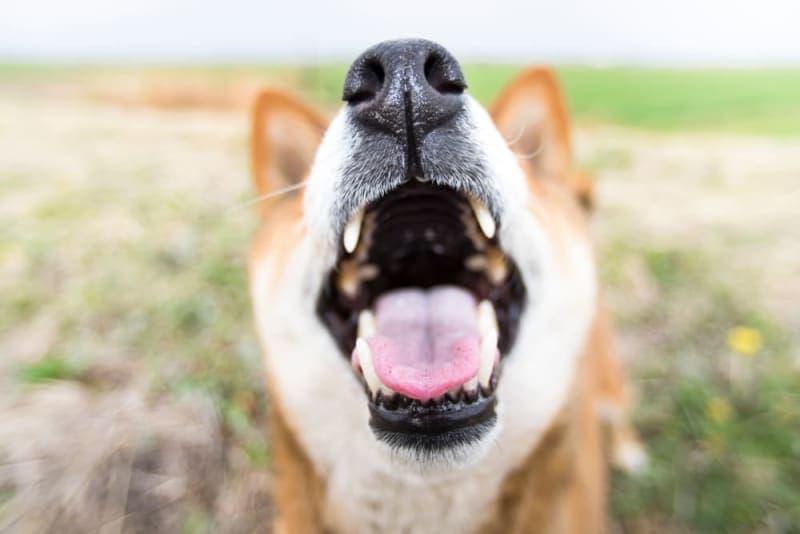 Is a dog's mouth cleaner than a human's mouth? Is a dog's mouth cleaner than a human's mouth?