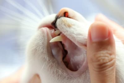 Cat Tooth Extractions: What to Expect & What to Watch For Cat Tooth Extractions: What to Expect & What to Watch For