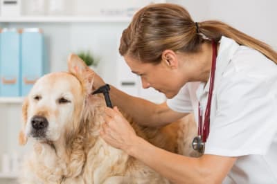 How often should I take my dog to the vet? How often should I take my dog to the vet?